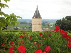 Bordeaux Wines