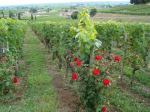 Vineyards in Bordeaux regon