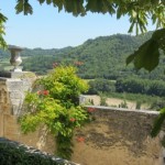 Vineyards in Provence