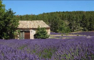 Vineyards & lavender fields = Provence