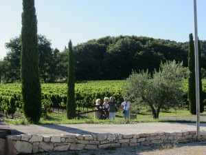 Vineyard in Provence