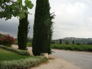 Vineyard: Le Mas de la Dame, at the foot of Les Baux